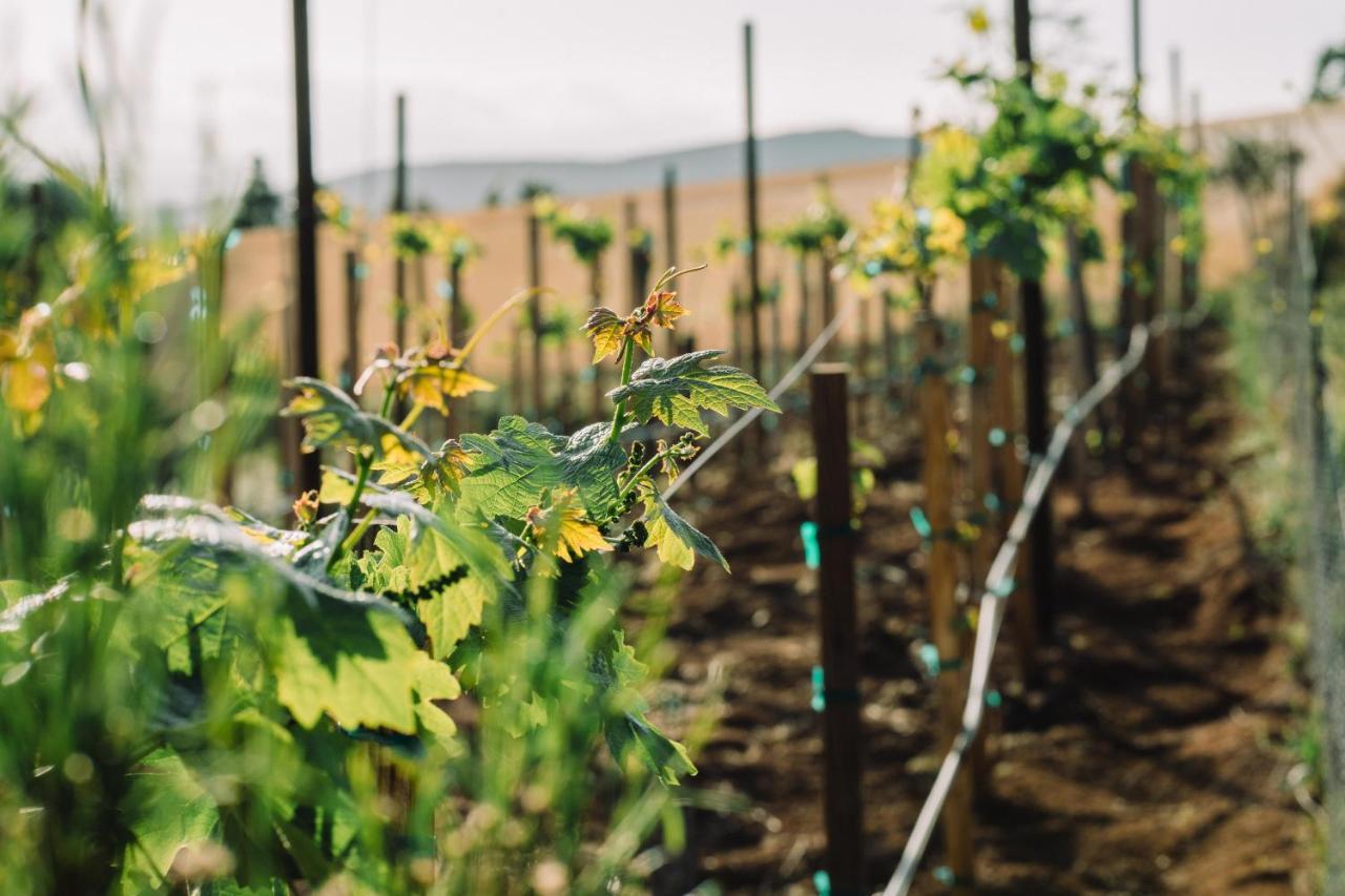 Quinta Sofia Valle De Guadalupe (Adults Only) Екстер'єр фото